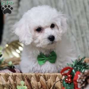 Jasper, Bichon Frise Puppy