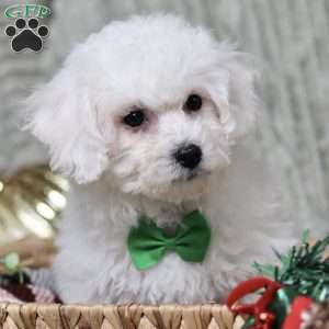 Jasper, Bichon Frise Puppy