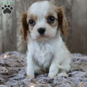 Cookie, Cavalier King Charles Spaniel Puppy