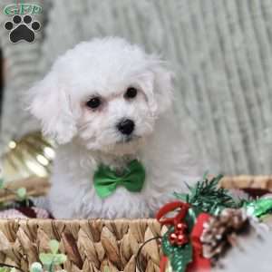 Jasper, Bichon Frise Puppy