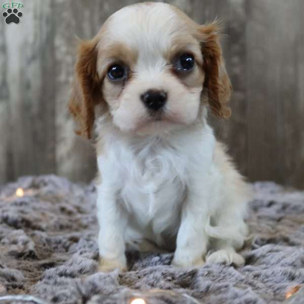 Cookie, Cavalier King Charles Spaniel Puppy