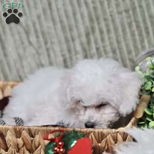 Jasper, Bichon Frise Puppy