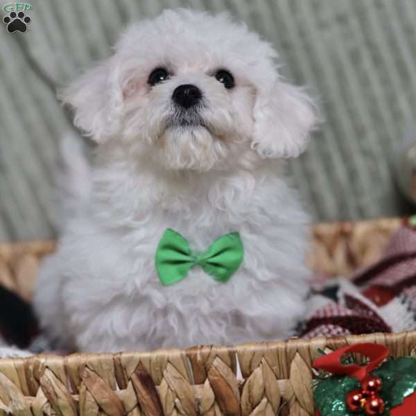 Jasper, Bichon Frise Puppy