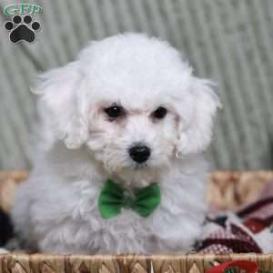 Jasper, Bichon Frise Puppy