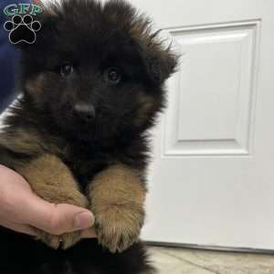 Xena, German Shepherd Puppy