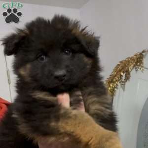 Xena, German Shepherd Puppy