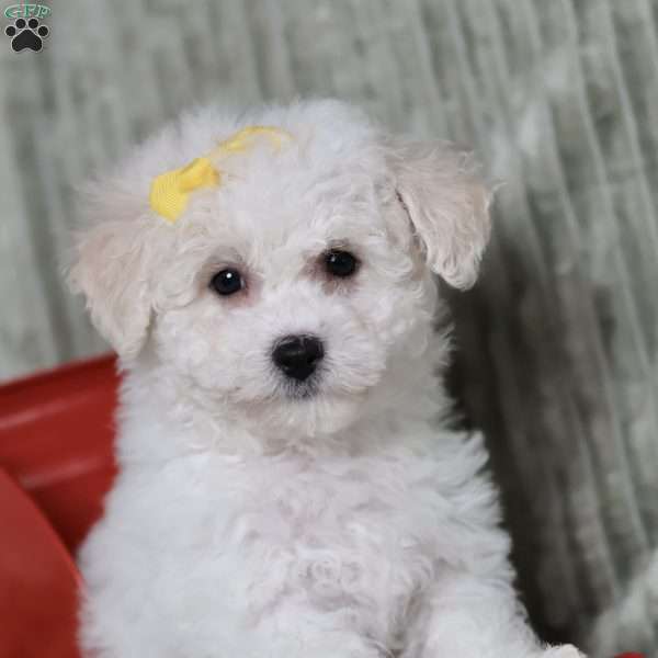 Brianna, Bichon Frise Puppy