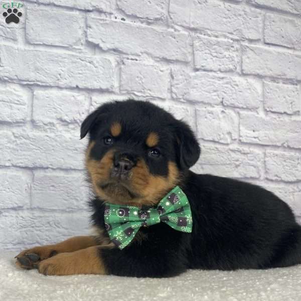 Nova, Rottweiler Puppy