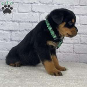 Nova, Rottweiler Puppy