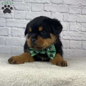 Nova, Rottweiler Puppy