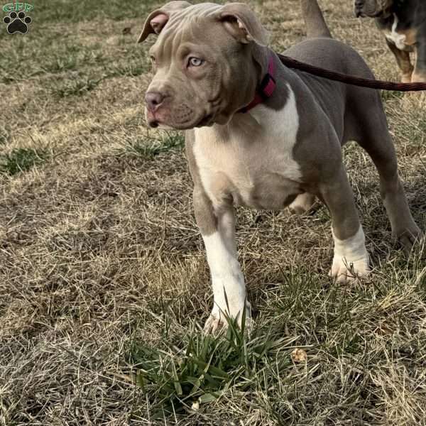 Fire, American Bully Puppy