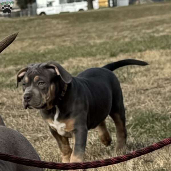 Bebe, American Bully Puppy