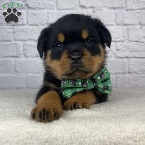 Nova, Rottweiler Puppy