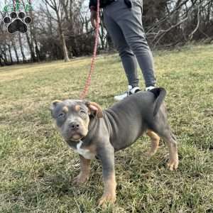 Bebe, American Bully Puppy