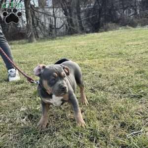 Bebe, American Bully Puppy