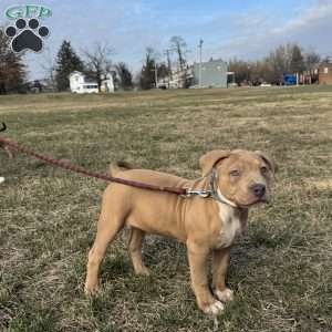 Barbie, American Bully Puppy