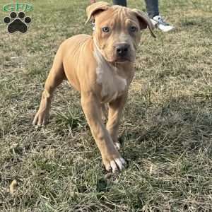 Barbie, American Bully Puppy