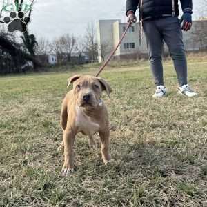 Barbie, American Bully Puppy