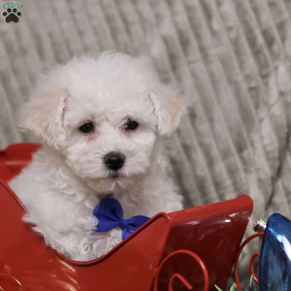 Bobby, Bichon Frise Puppy