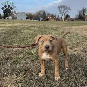 Barbie, American Bully Puppy