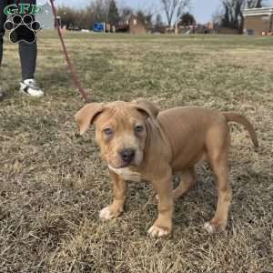 Barbie, American Bully Puppy