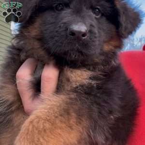 Hulk, German Shepherd Puppy