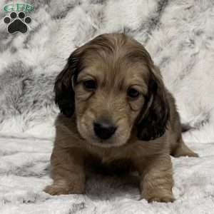 Charlie-Mini, Dachshund Puppy