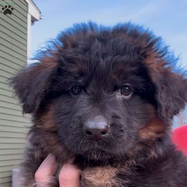 Hulk, German Shepherd Puppy