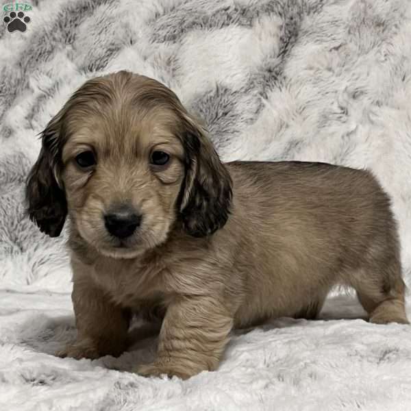 Charlie-Mini, Dachshund Puppy