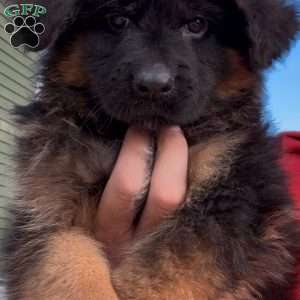 Hulk, German Shepherd Puppy