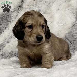 Charlie-Mini, Dachshund Puppy