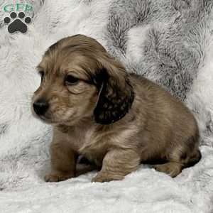 Charlie-Mini, Dachshund Puppy