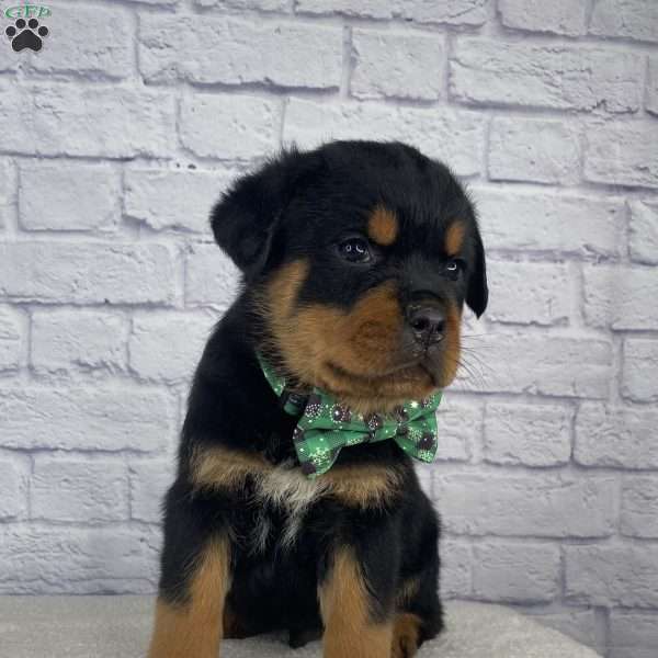 Tyson, Rottweiler Puppy