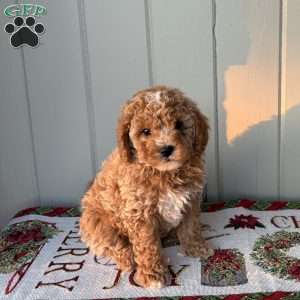 Jolly, Cockapoo Puppy