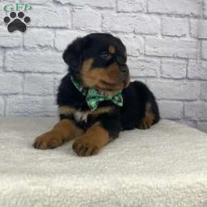 Tyson, Rottweiler Puppy