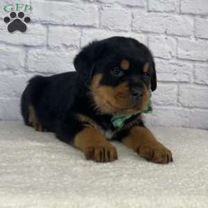 Tyson, Rottweiler Puppy