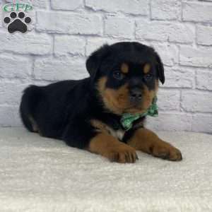 Tyson, Rottweiler Puppy