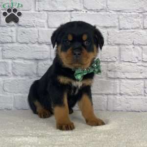 Tyson, Rottweiler Puppy