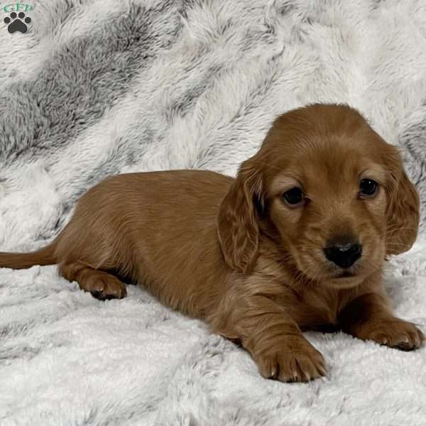 Holly-Mini, Dachshund Puppy