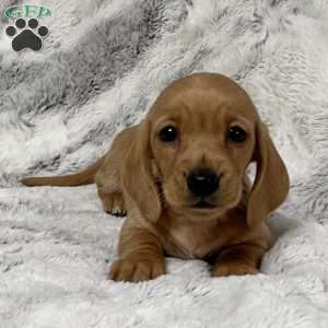 Izzy-Mini, Dachshund Puppy