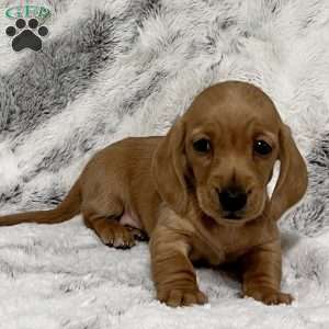 Izzy-Mini, Dachshund Puppy