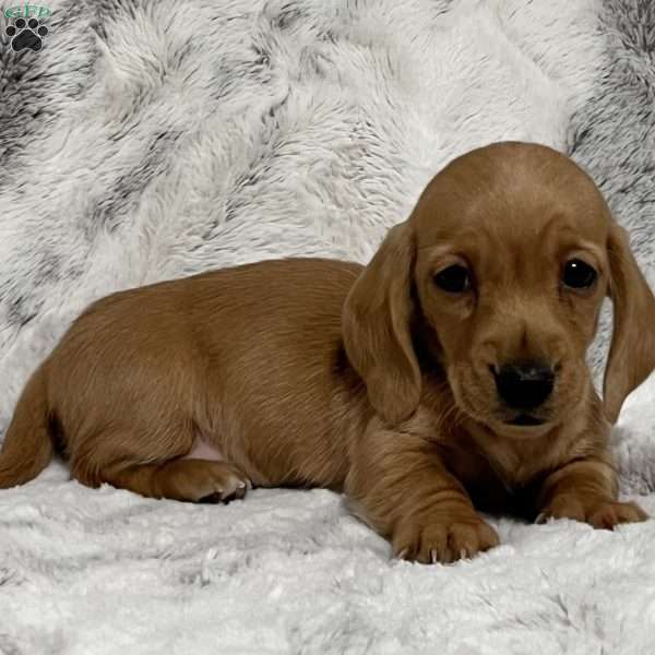 Izzy-Mini, Dachshund Puppy