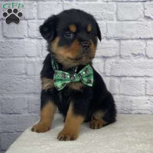 Charlie, Rottweiler Puppy