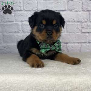 Charlie, Rottweiler Puppy