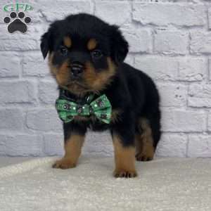 Charlie, Rottweiler Puppy