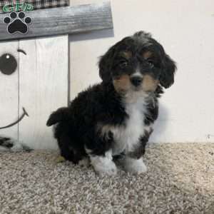 Sara, Mini Aussiedoodle Puppy