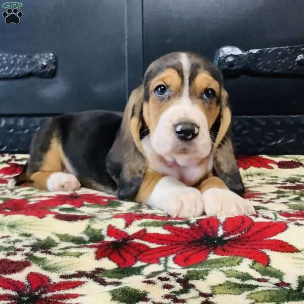 Ralfy, Basset Hound Puppy