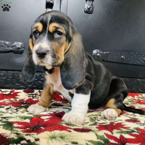 Eloise, Basset Hound Puppy