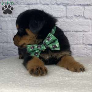 Charlie, Rottweiler Puppy