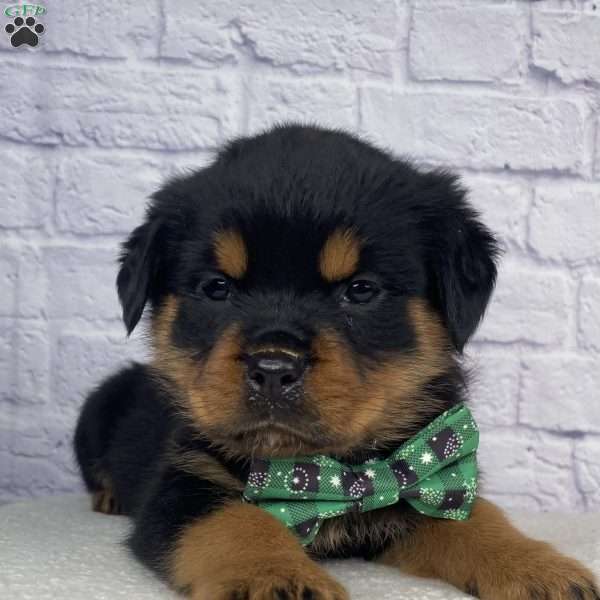 Charlie, Rottweiler Puppy